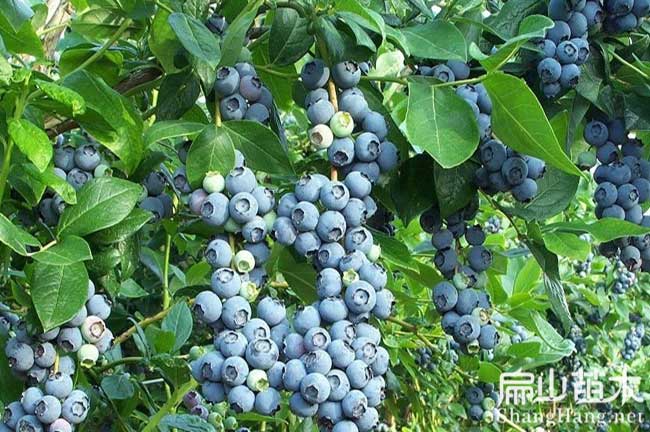 武夷山藍(lán)莓樹(shù)