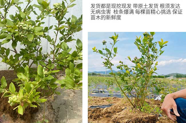 福建大果藍(lán)莓樹(shù)苗
