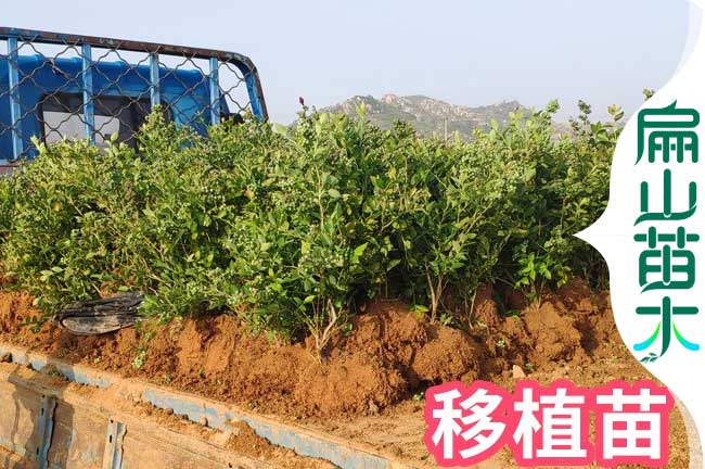 福州藍(lán)莓苗