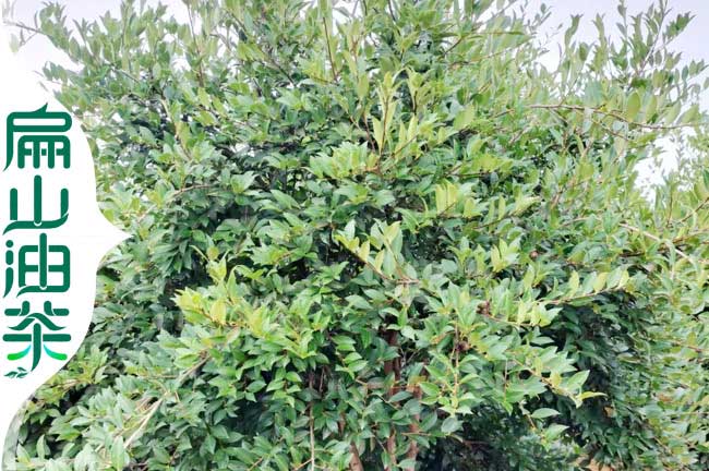 結(jié)果油茶樹