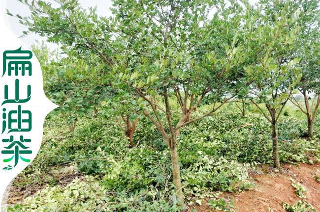 江西老茶籽樹(shù)