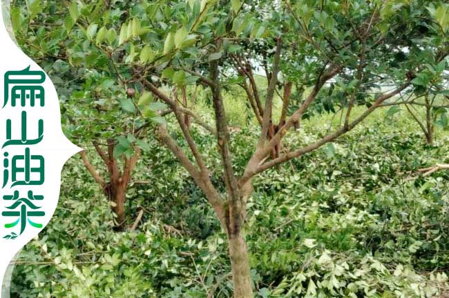 湖南10公分油茶樹(shù)