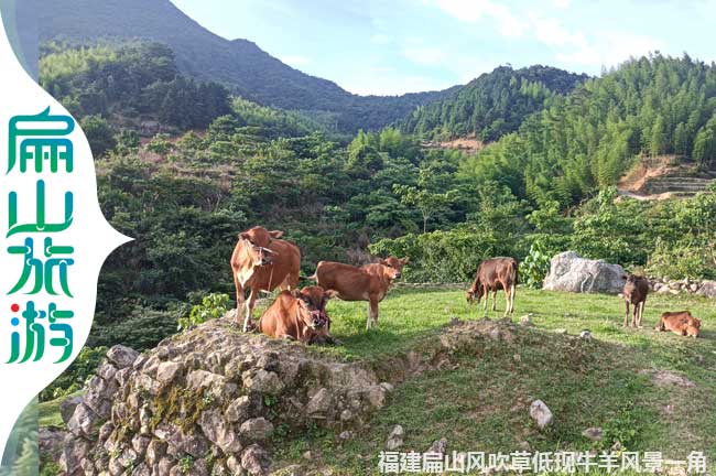 上杭散養(yǎng)黃牛養(yǎng)殖風(fēng)景區(qū)