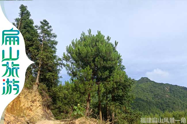 福建鄉(xiāng)存杉樹與松樹風景