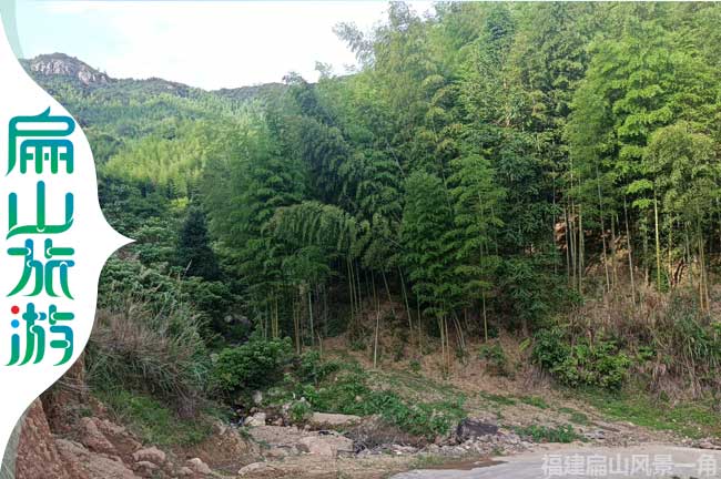 扁山頂腳下毛竹風景一角