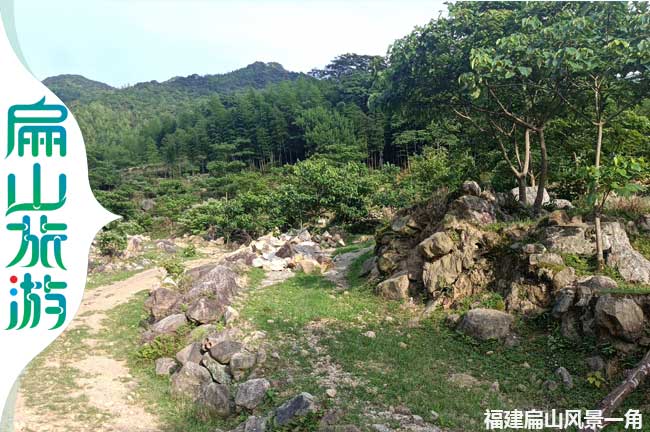 上杭梧桐樹風景一角