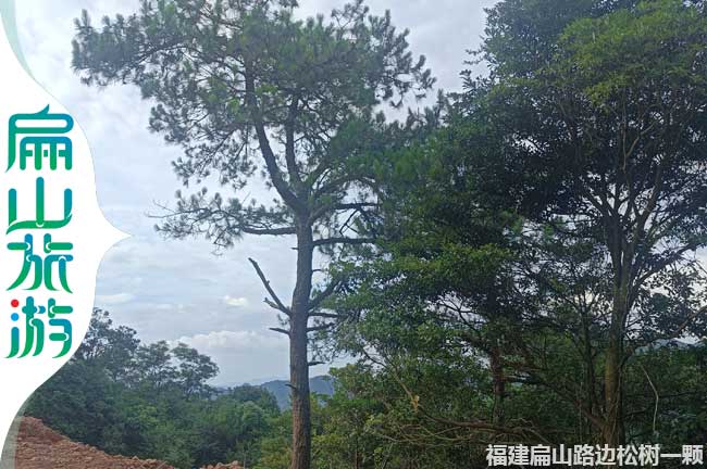 扁山一顆松下景點(diǎn)