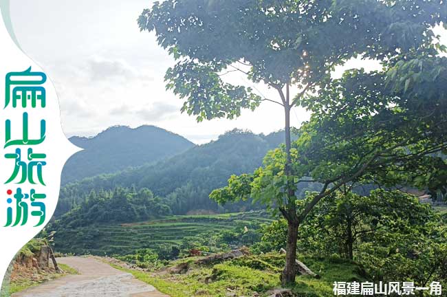 上杭扁山梧桐樹風(fēng)景一角