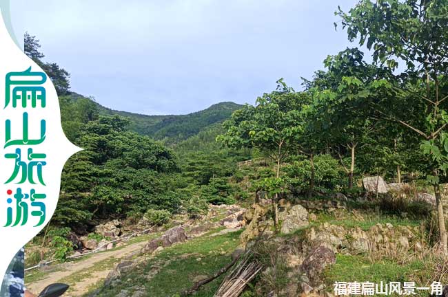舊縣鎮(zhèn)扁山梧桐樹風(fēng)景一角