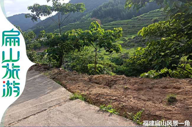 南方梧桐樹風(fēng)景