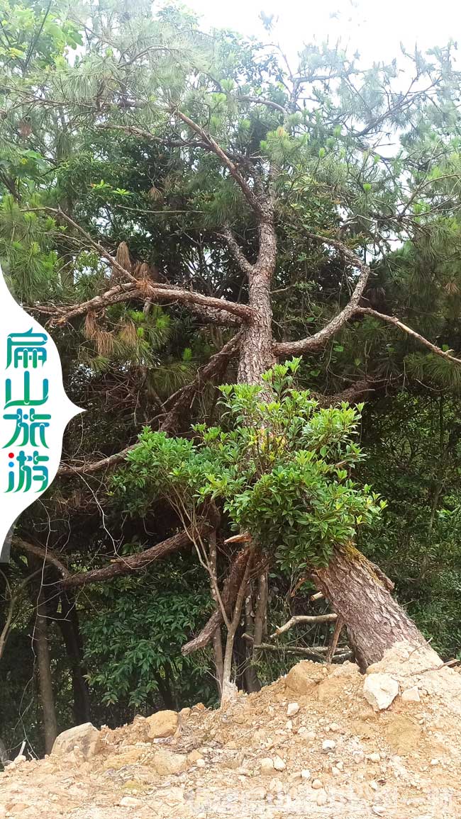 福建睡美人松樹景點(diǎn)
