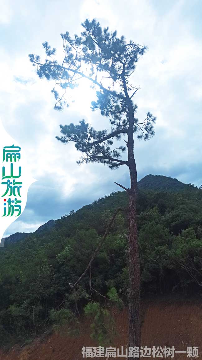 龍巖迎客松風(fēng)景區(qū)