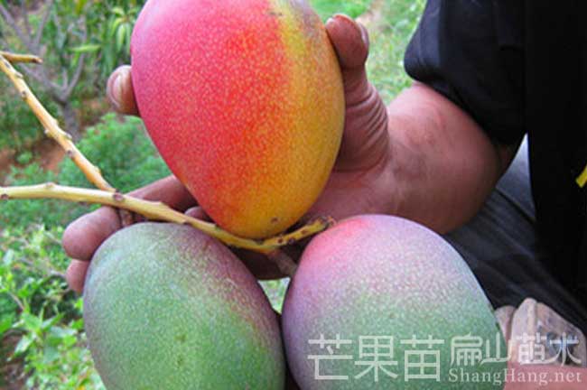廣西芒果苗栽培 廣西芒果苗批發(fā)價格桂林百色南寧-扁山油茶