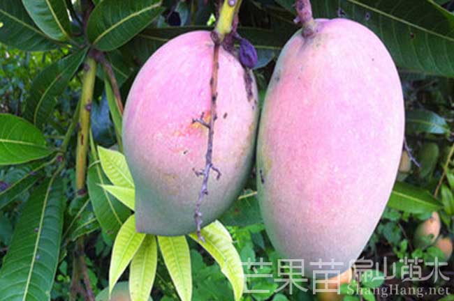 桂林芒果種植