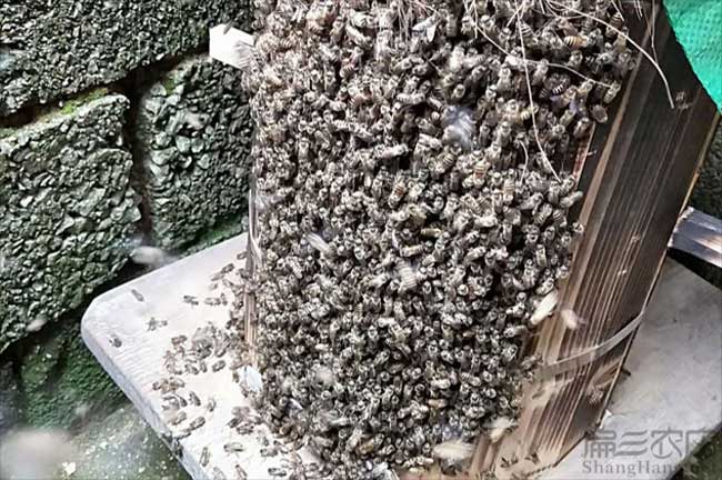 遵義蜂群批發(fā)