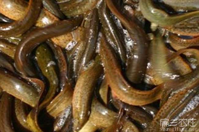 廈門(mén)泥鰍養(yǎng)殖