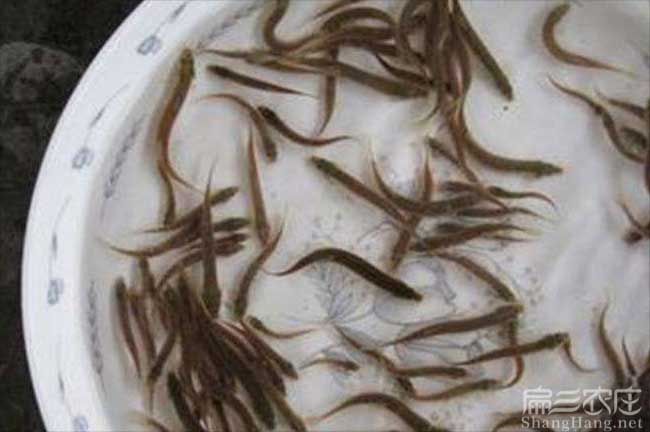 南平泥鰍種苗價(jià)格