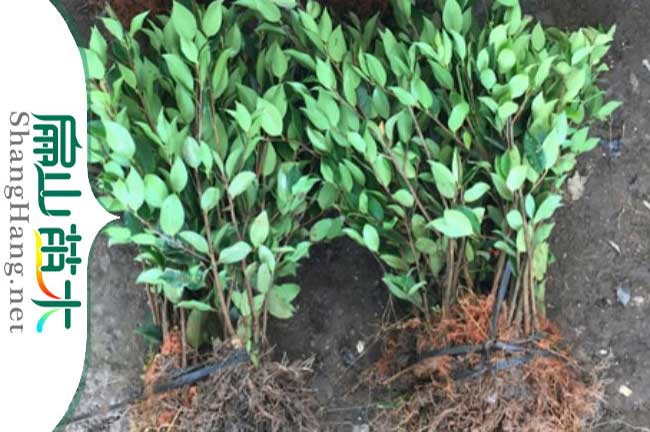 隆安軟枝2號(hào)油茶苗