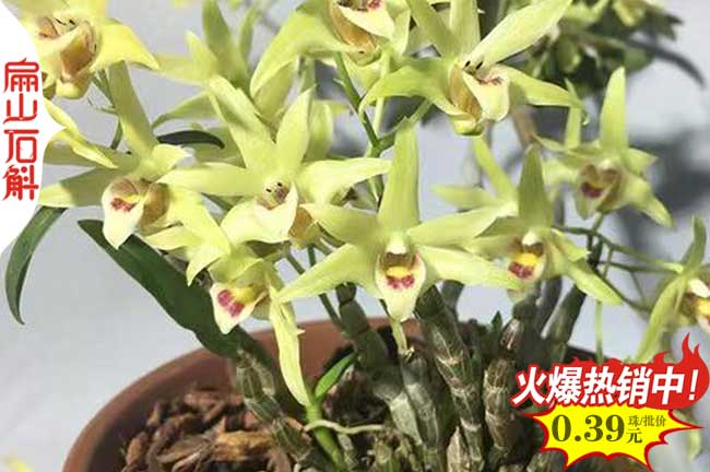 柳州鐵皮石斛種苗批發(fā)
