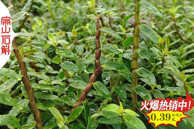 3X汕尾江門鐵皮銅皮石斛金釵種苗干貨.批發(fā)紅桿金線蓮苗