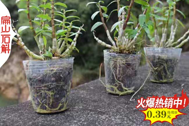 哪里有湖南金線蓮種植基地 湖南鐵皮石斛種苗批發(fā)0.48元/珠