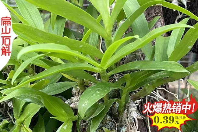 江西天宮石斛盆景批發(fā)
