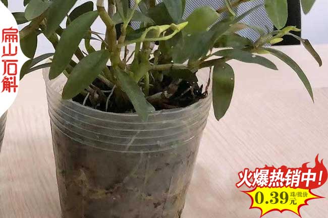 寧德石斛小杯苗批發(fā)