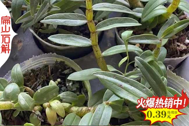 楓斗廣東米斛石斛種苗盆栽 廣西干貨種子批發(fā) 食用5-10-20CM