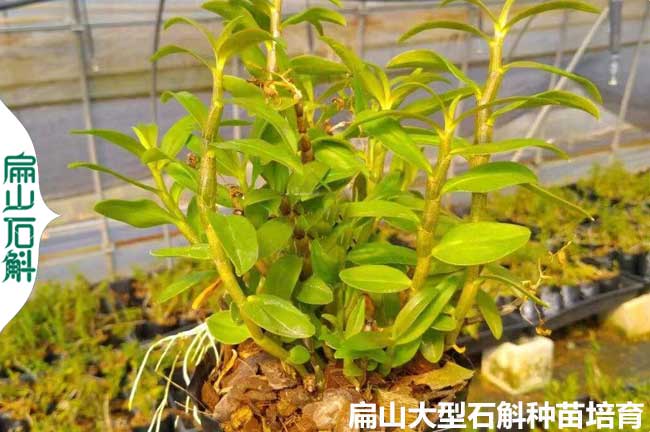 大魔鬼福州寧德金釵鐵皮石斛種苗培育 鮮條粉末原液1斤價(jià)格