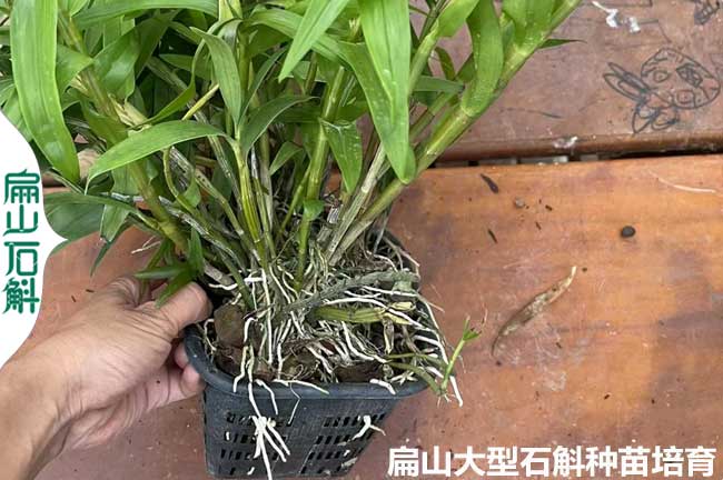 流蘇南寧貴港銅皮金釵鐵皮石斛種苗培育 批發(fā)鮮條干貨價6元