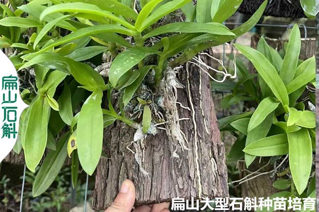[標(biāo)準(zhǔn)文山鐵皮石斛種苗培育]基地大批發(fā)普洱昆明金釵銅皮5元