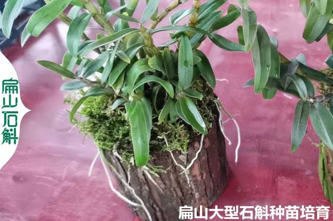 泉州鐵皮石斛木樁