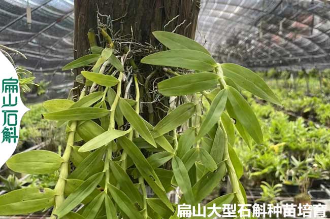 5毛8石斛種苗的品種 安徽云南福建鐵銅皮米斛金釵麝香美花1Z
