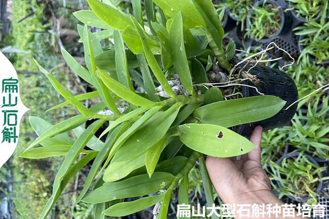 10元 金華麗水鐵皮石斛種植基地 批發(fā)金釵麝香金線蓮種苗價