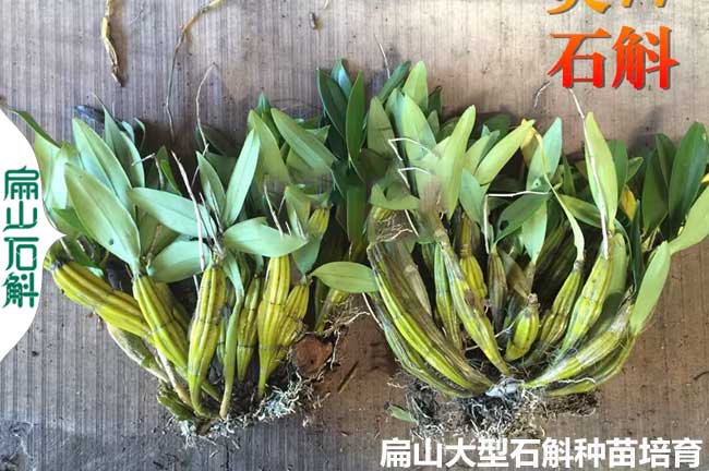 米斛 貴州石斛種苗培育專業(yè)基地 銅皮金釵鐵皮 5-10CM小杯苗