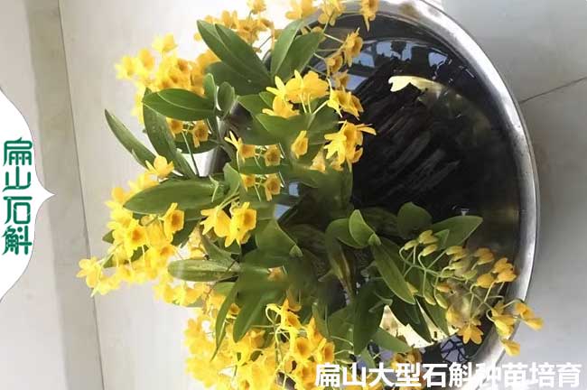 肇慶鐵皮種子 佛山石斛種苗金線蓮種苗金線草鳥(niǎo)人生 小杯苗