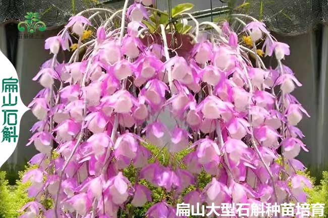 石斛福建種苗干貨 批發(fā)金釵鐵皮銅皮米斛盆景 福州廈門(mén)3元