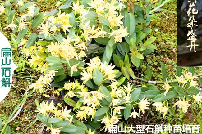 5毛8石斛種苗的品種 安徽云南福建鐵銅皮米斛金釵麝香美花1Z