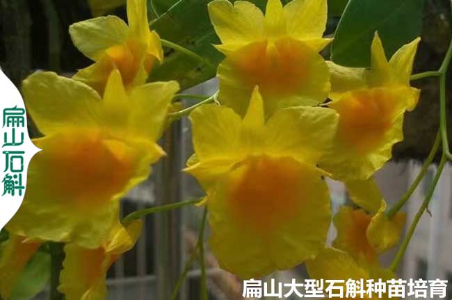 深圳金釵石斛種苗批發(fā)