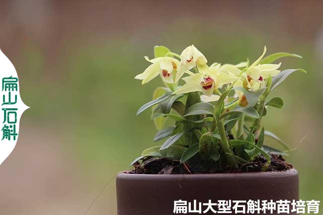 霍山米斛石斛種苗 百色來賓鐵皮對(duì)花喇叭唇石斛批發(fā) 2-1-3年