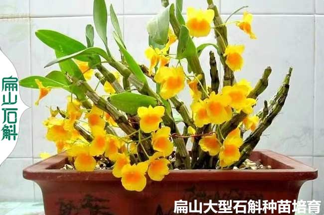 福建鐵皮石斛金線(xiàn)蓮袋裝小杯苗批發(fā)