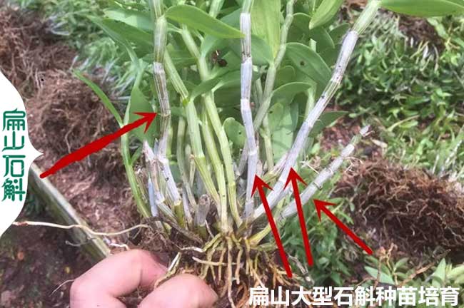 貴州石斛種苗批發(fā)