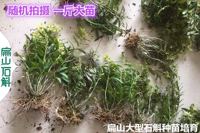 多年養(yǎng)殖經(jīng)驗 湖北石斛鐵皮種苗河南金線蓮種植基地電話135