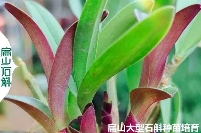 HI浙江石斛種苗盆栽當(dāng)選霍山 批發(fā)黃紅杓唇基地 種植價(jià)格6元