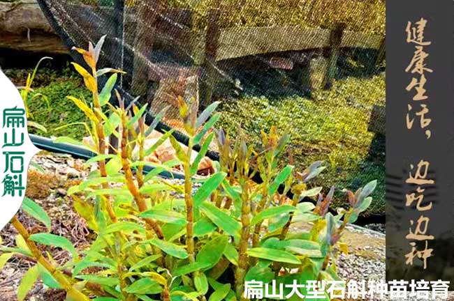 米斛石斛的養(yǎng)殖 浙江廣西林下金線蓮種植基地 盆栽小杯苗B-8S