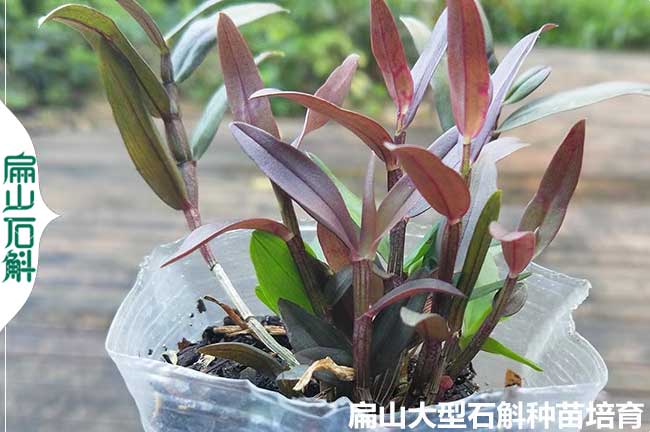 Yn美花米斛報春重唇石斛種苗 云南批發(fā)標(biāo)準(zhǔn)化培育基地 6元