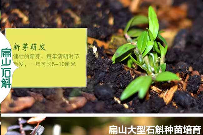 廣東石斛種苗培育