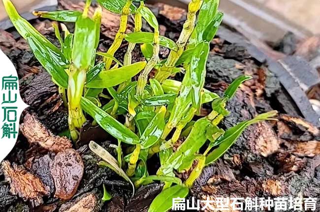 紅桿 貴州鐵皮檀香金釵黑毛石斛種苗培育種植基地 5-10-20CM