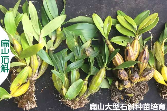 種苗批發(fā) 揭陽茂名金線蓮種苗 鐵皮石斛養(yǎng)殖基地 價格3元/杯