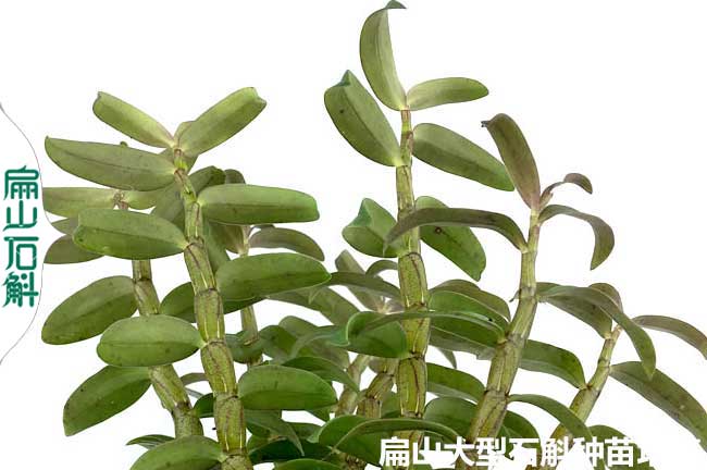 賀州米斛苗價(jià)格
